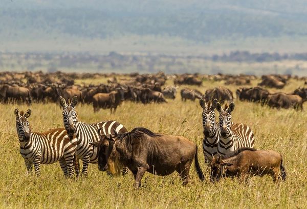 Africa-Tanzania-Serengeti National Park Migration of zebras and wildebeests